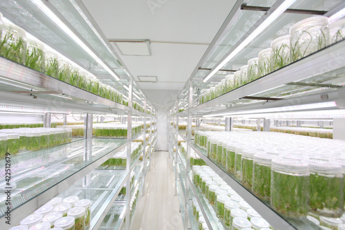 Seedlings, growth, utensils, laboratory, in a row