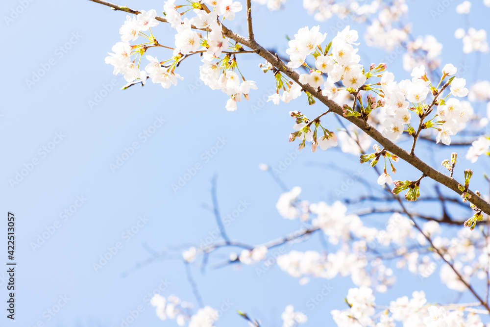Fototapeta premium (自然ー花)青空とさくらの花びら1