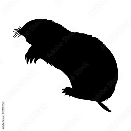 Zokor Silhouette