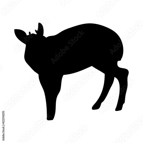 Duiker Antelope Silhouette photo