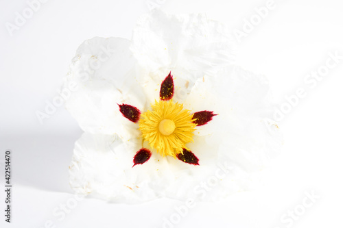 Cistus ladanifer, Gum rockrose photo