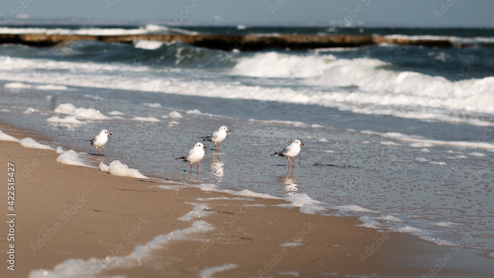 Fototapeta premium seagulls on the beach