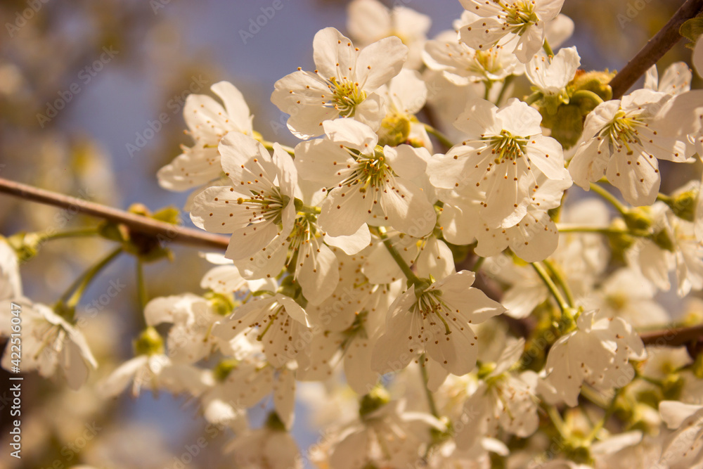 Blooming branch of sweet cherry tree. Spring cherry blossom in garden, soft focus. White fruit flowers on blurred background. Natural backgrounds. Blooming branch of sweet cherry tree. Spring cherry blossom in garden, soft focus. White fruit flowers on blurred background. Natural backgrounds.