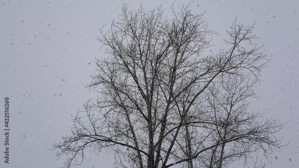 Spring snowfall in cloudy weather on the background of a lonely tree Spring snowfall in cloudy weather on the background of a lonely tree