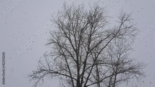 Wallpaper Mural Spring snowfall in cloudy weather on the background of a lonely tree  Torontodigital.ca