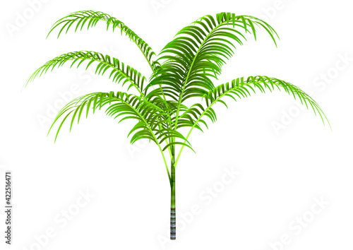 3D Rendering Palm Tree on White