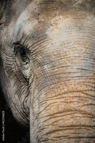 Asian elephant eyes in Thailand