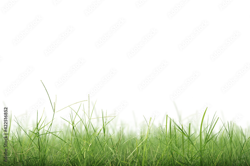 Obraz premium Green grass
