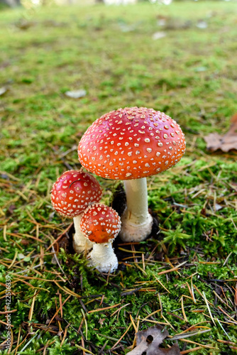 Photography Fly Agaric