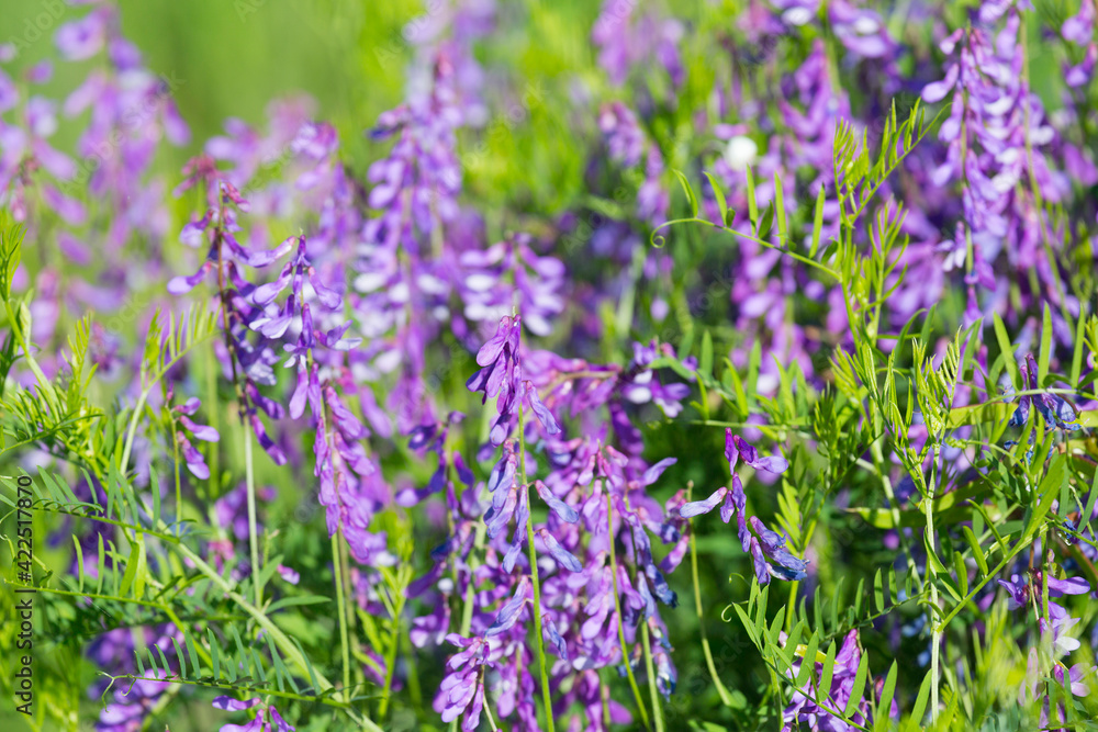 Obraz premium Blooming Vicia cracca on a summer sunny day