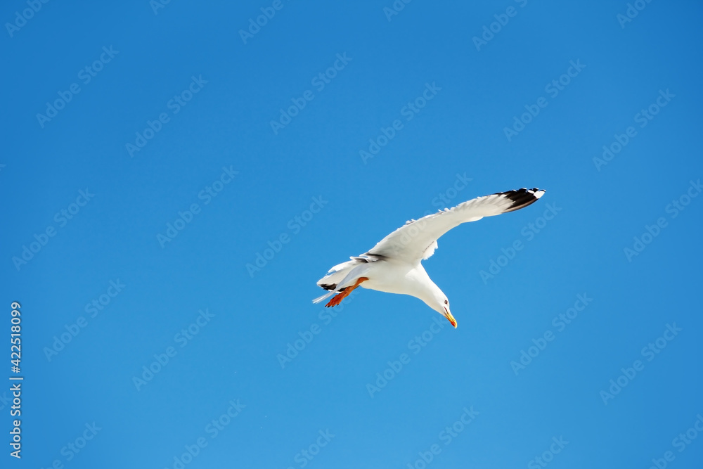 a white gull flying in the blue sky a white gull flying in the blue sky
