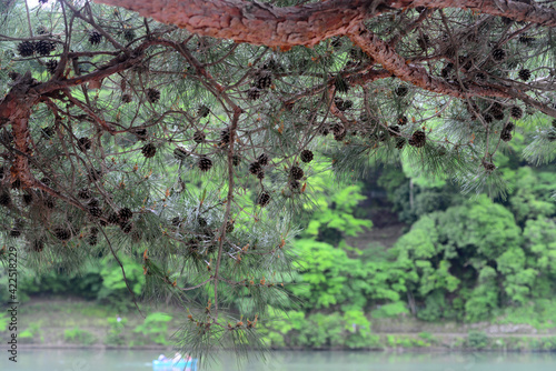 Conifer cone-2