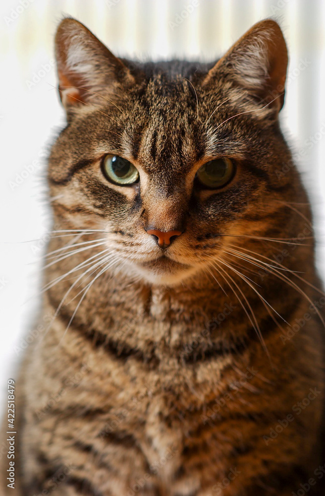 getigerte alte grosse Katze sieht direkt in die Kamera