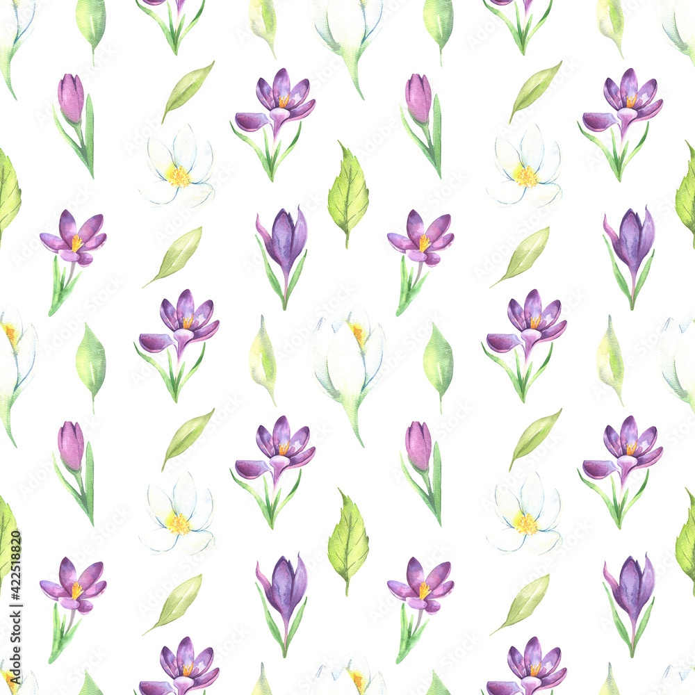 Wildflower crocuses flower pattern in a watercolor style isolated on a white background. Aquarelle wild flower for background, texture, wrapper pattern, frame or border. High quality illustration Wildflower crocuses flower pattern in a watercolor style isolated on a white background. Aquarelle wild flower for background, texture, wrapper pattern, frame or border. High quality illustration