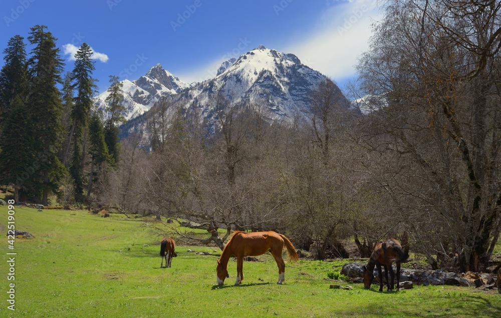 Obraz premium Spring in mountains