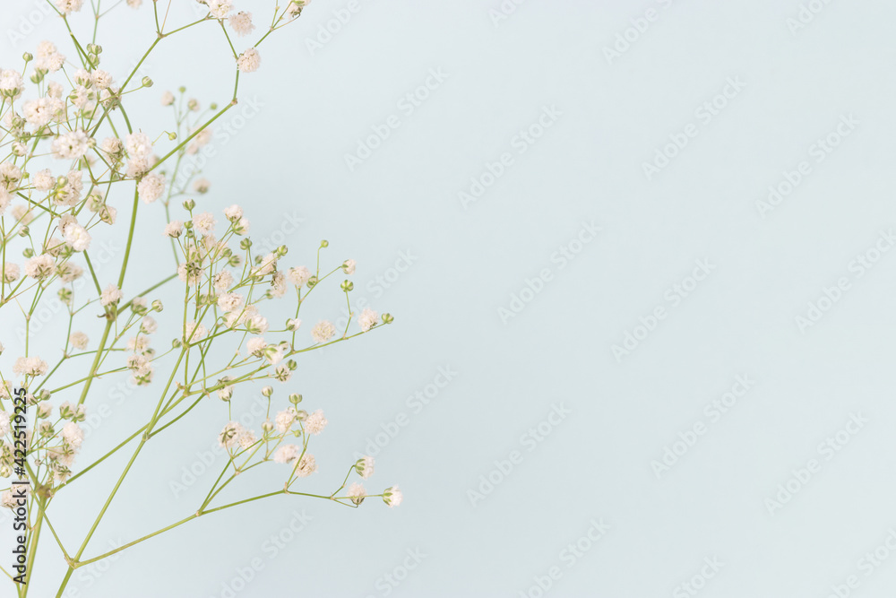 Closeup of gypsophila flower in front of blue pastel background. Fragility spring concept with copyspace. Closeup of gypsophila flower in front of blue pastel background. Fragility spring concept with copyspace.