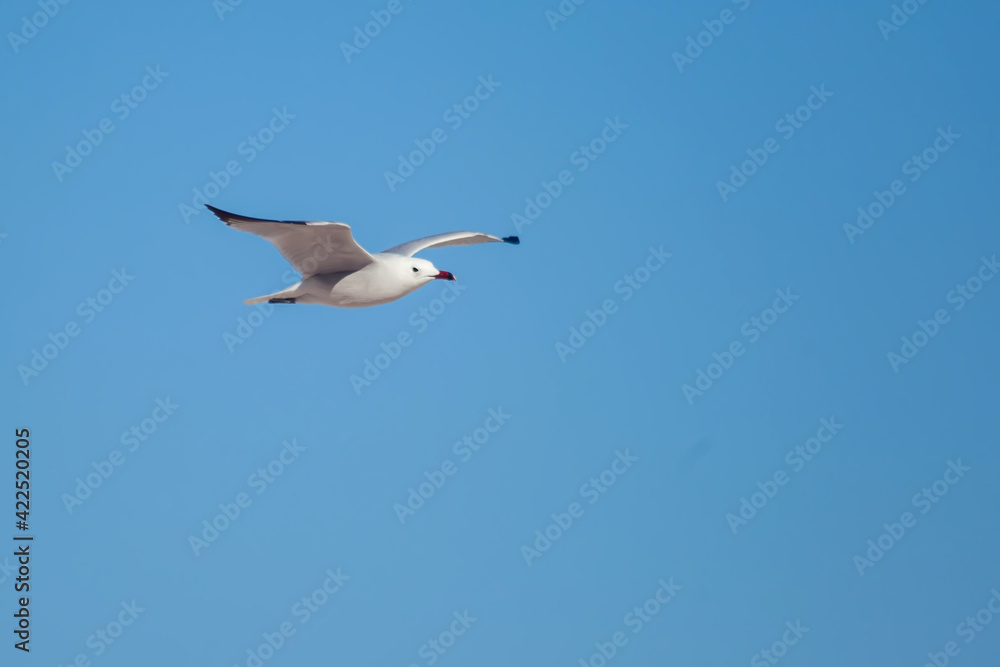 Seagull flying on clear blue sky. Birds and freedom concept Seagull flying on clear blue sky. Birds and freedom concept