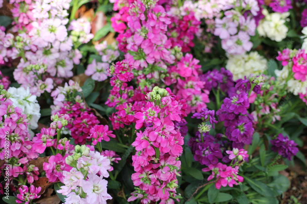 Obraz premium pink flowers in the garden