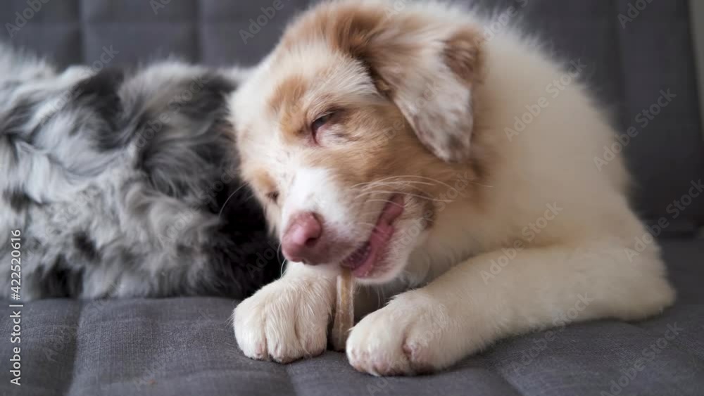 4k. small funny Australian shepherd puppy red merle dog 4k. small funny Australian shepherd puppy red merle dog