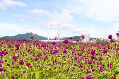 한국의 꽃   천일홍