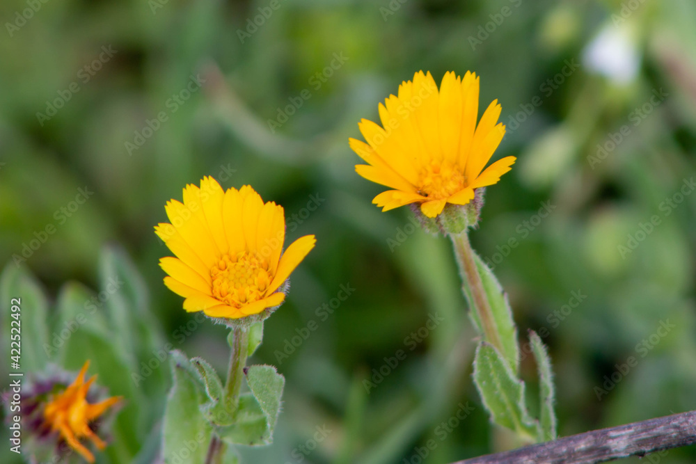 Close up of Calendula flower, is a genus species of annual and perennial herbaceous plants in the daisy family Asteraceae ,The common name Close up of Calendula flower, is a genus species of annual and perennial herbaceous plants in the daisy family Asteraceae ,The common name