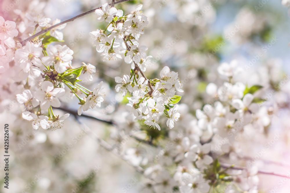 Blooming tree branches on sunny spring day. Blooming tree branches on sunny spring day.
