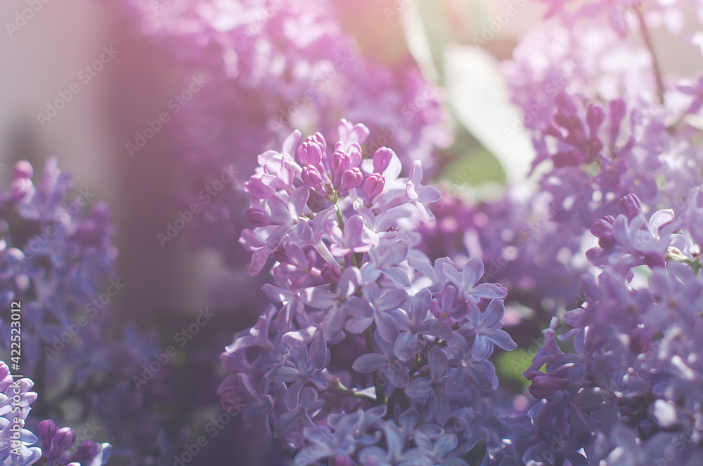 Macro shots of purple lilac buds, soft focus. Macro shots of purple lilac buds, soft focus.