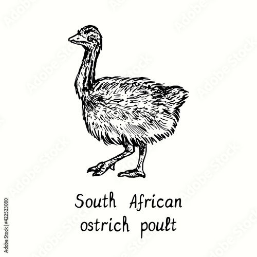 South African ostrich poult standing, side view. Ink black and white doodle drawing in woodcut outline style. Vector illustration