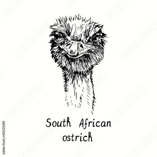 South African ostrich face portrait, front view. Ink black and white doodle drawing in woodcut outline style. Vector illustration