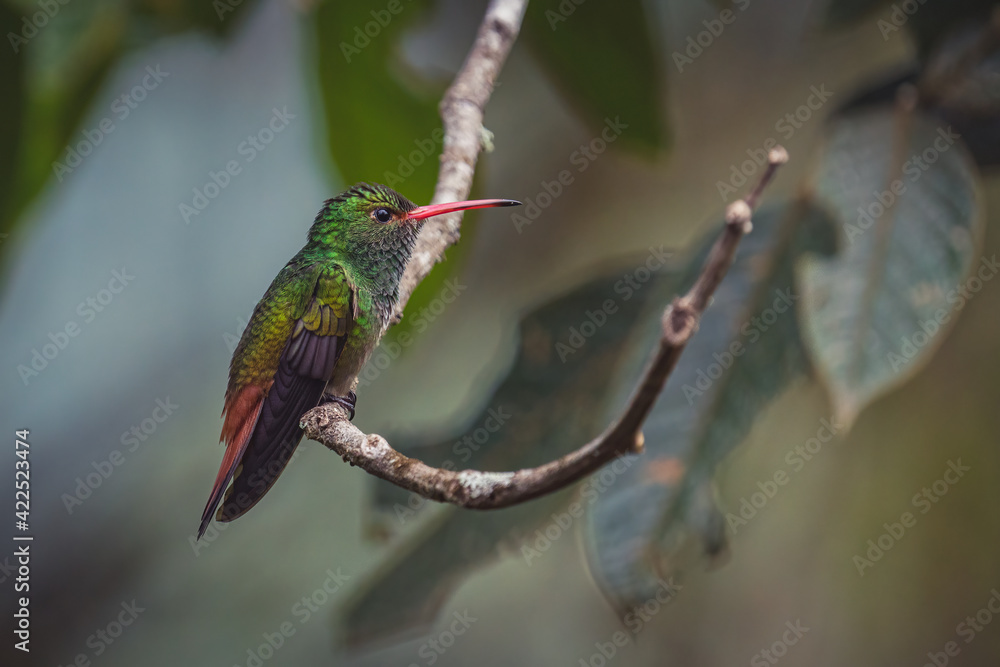 Fototapeta premium Closeup portrait of a beautiful tiny hummingbird perched on a tree branch in its natural habitat