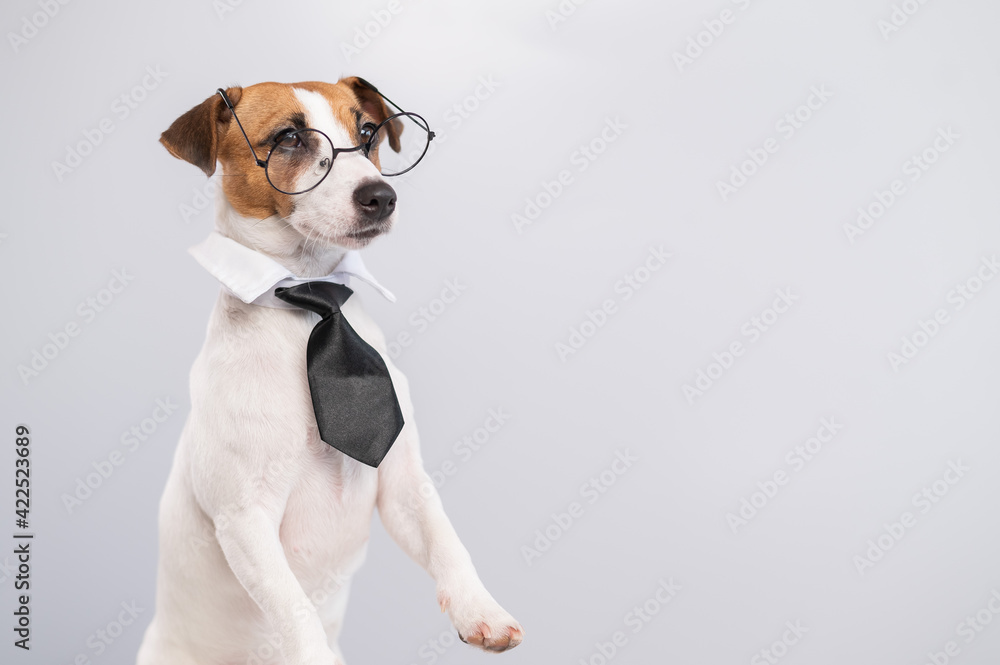 Jack russell terrier dog with glasses and tie on white background. Copy space