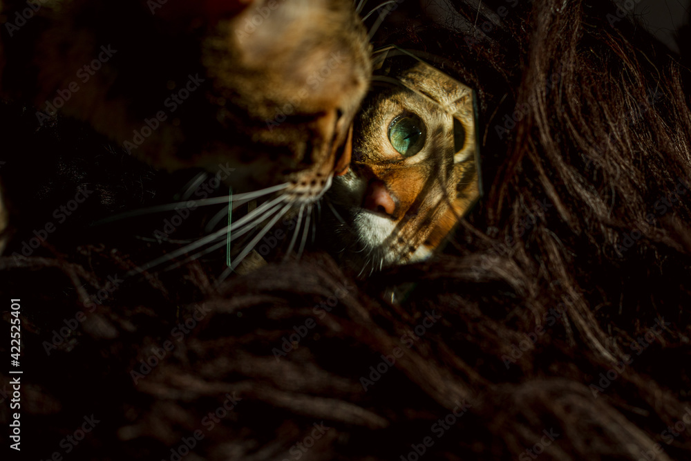 Obraz premium a Cat is sitting in front of a mirror and looks at her reflection in the mirror, blur reflection and cat face close up