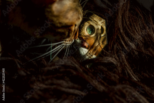 a Cat is sitting in front of a mirror and looks at her reflection in the mirror, blur reflection and cat face close up