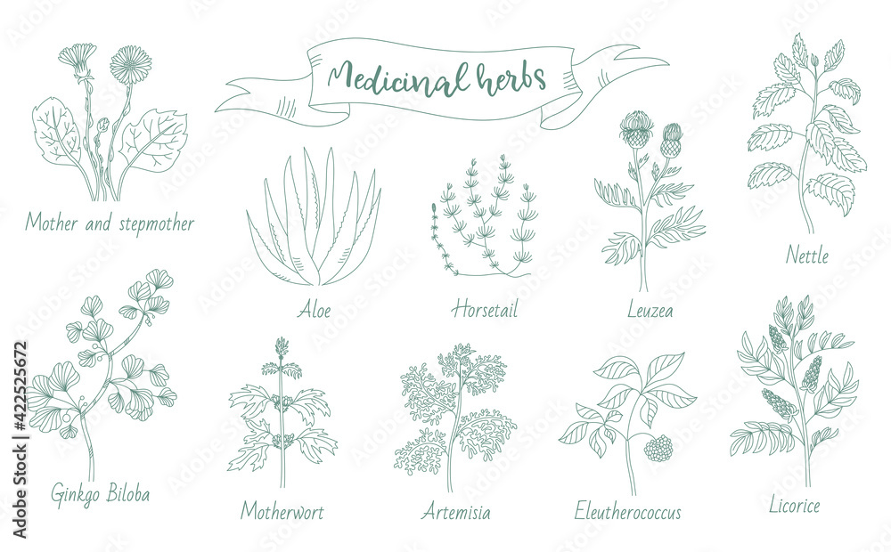 Set of medicinal herbs, freehand line drawing. Vector illustration.