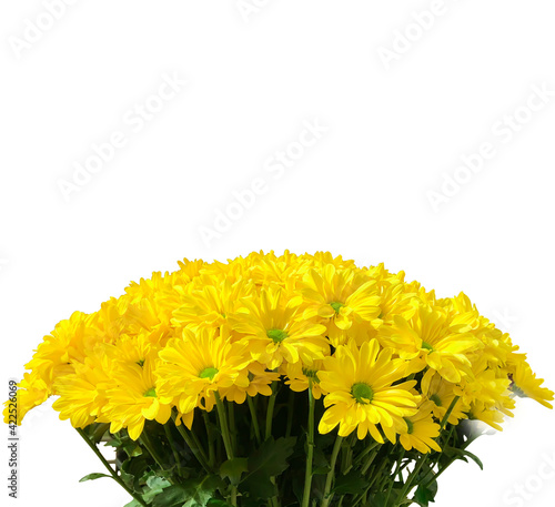 Yellow chrysanthemums. Bouquet isolated on a white background. Close-up.