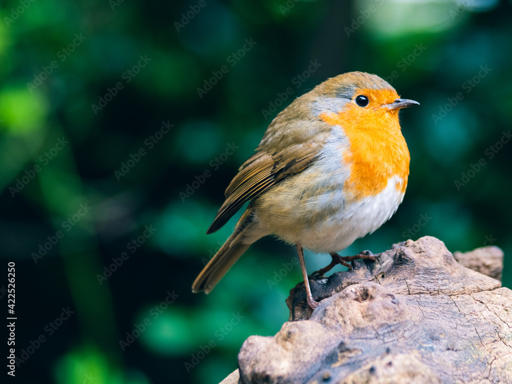 Fototapeta premium Robin perched on tree branch - close up