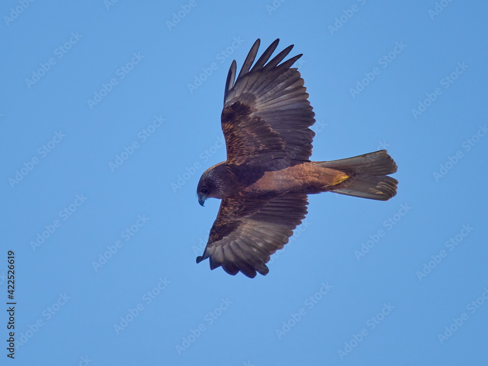 Fototapeta premium Western Marsh-harrier flying against the blue sky (Circus aeruginosus)