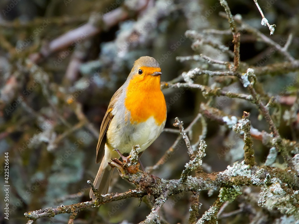 european robin (Erithacus Rubecula) european robin (Erithacus Rubecula)