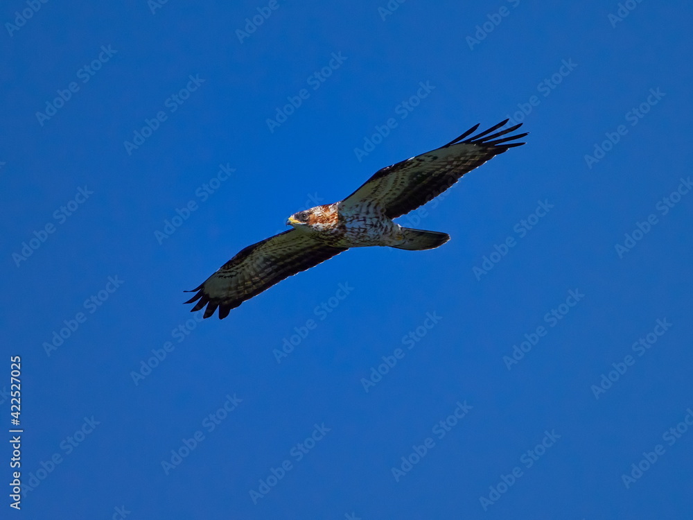 Fototapeta premium Honey buzzard (Pernis apivorus) flying against theblue sky , bird from falcon group