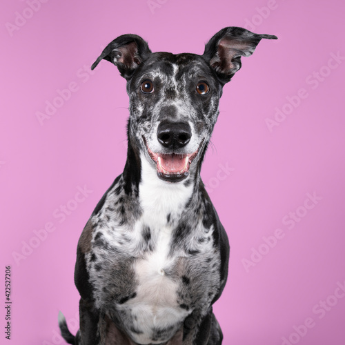 Slika na platnu Studioshot of a black grey and white lurcher a type of sighthound which is a mix