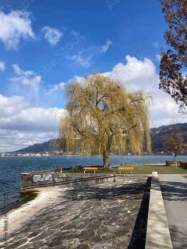 Trauerweise, lichtgrün