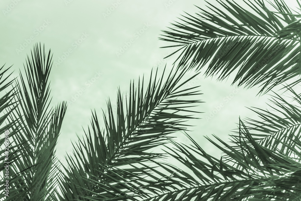 Obraz premium Tropical tourism paradise palms in sunny summer sun green sky. Sun light shines through leaves of palm. Beautiful wanderlust travel journey symbol for vacation trip to southern holiday dream island