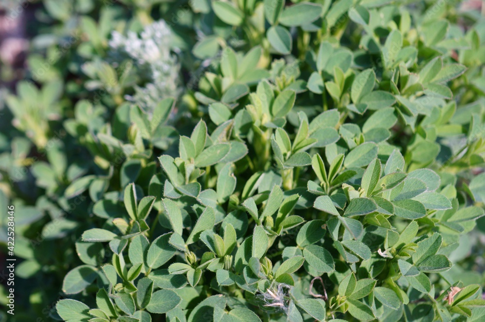 Fototapeta premium green leaves background