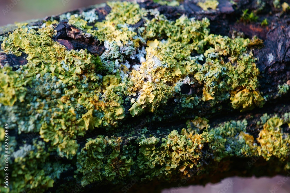 green moss and lichen