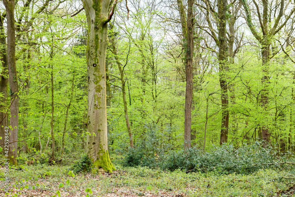 Green springtime forest Green springtime forest