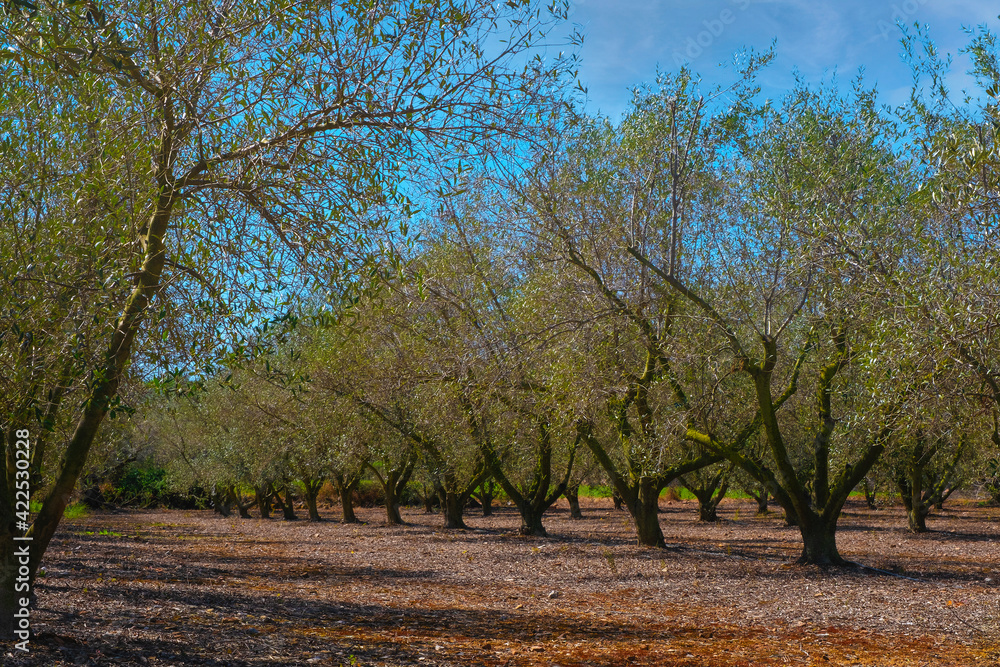 Olive trees for oil production and food industry. Mediterranean agriculture with empty copy space for Editor's text. Olive trees for oil production and food industry. Mediterranean agriculture with empty copy space for Editor's text.