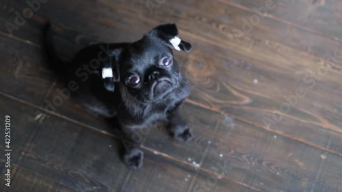 Black brabanson cute puppy with patched ears looking at the camera at wooden floor background photo