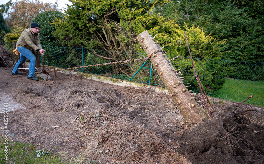 Man is removing a tree stump with a hoist in the garden. Man is removing a tree stump with a hoist in the garden.