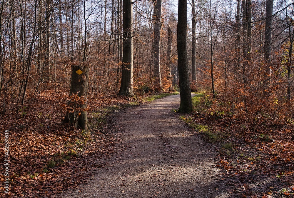 Hönggerberg Wald Weg Hönggerberg Wald Weg