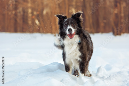 Border Collie and Belgian Shepherd for a walk in winter © natabook2015